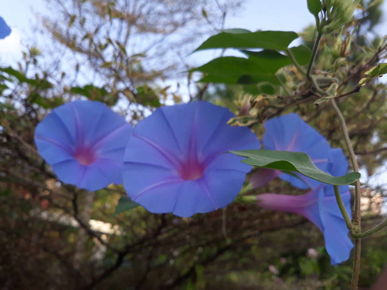 Samsung Galaxy J7 Pro sample photo. Park, nature, flowers photography