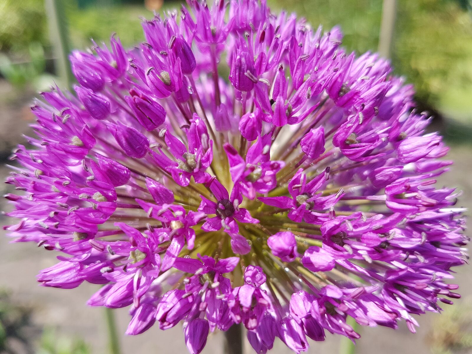 Samsung Galaxy S7 sample photo. Flowers, spring, garlic photography