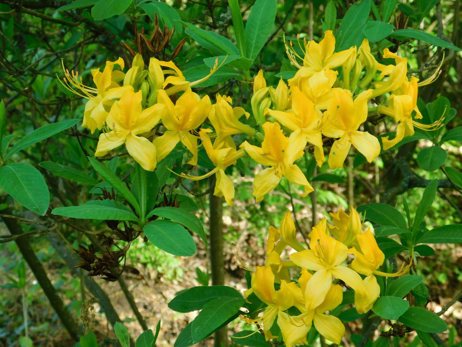 Nikon Coolpix B500 sample photo. Flower, yellow, blossom photography