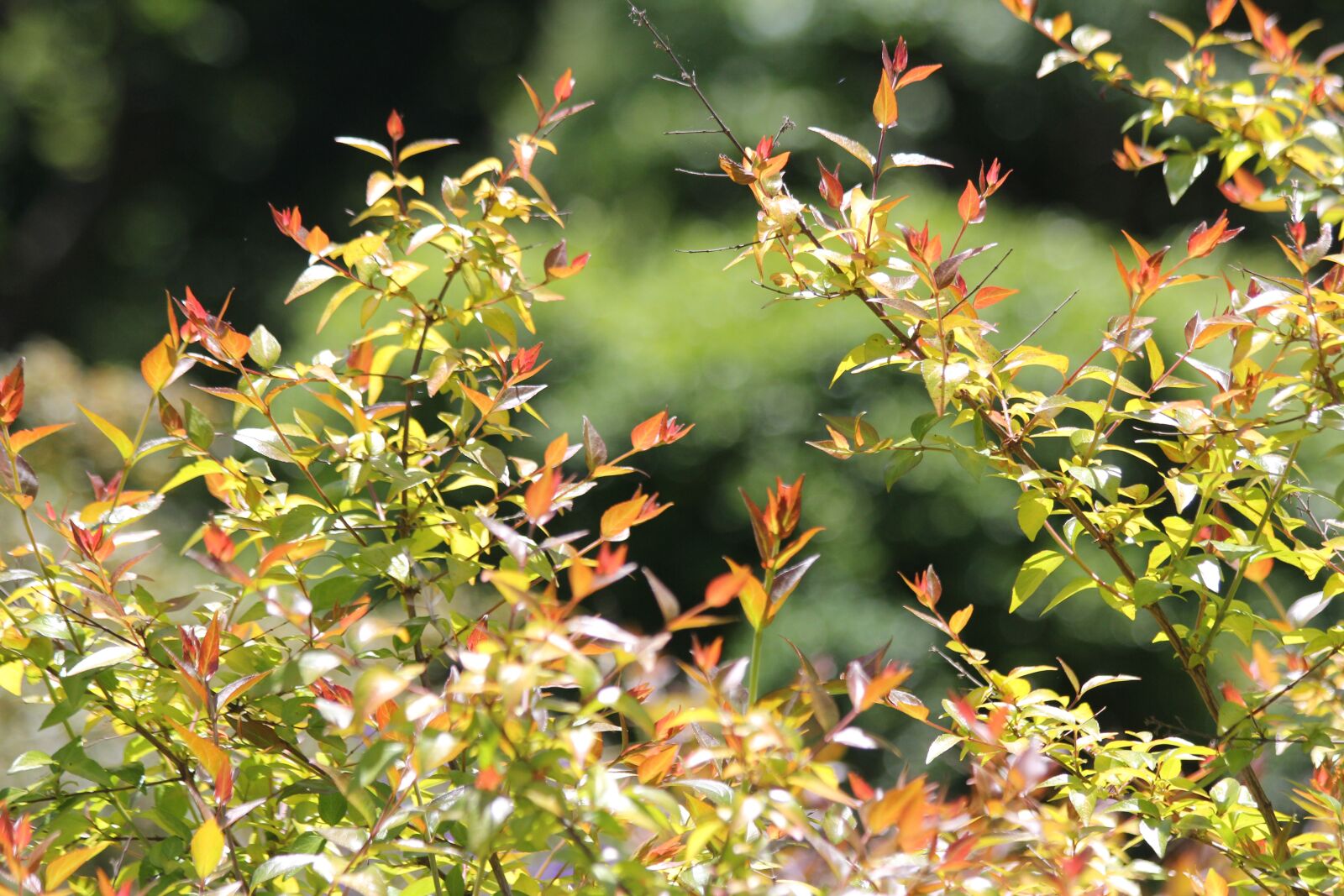 Canon EOS 60D + Canon EF 70-300mm F4-5.6 IS USM sample photo. Leaves, red, green photography