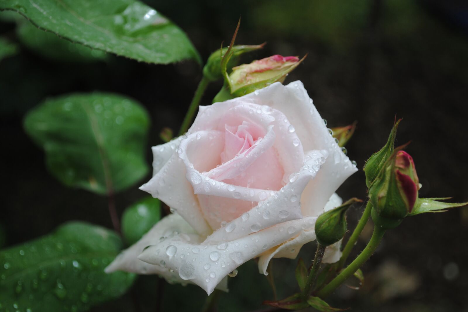Nikon D3000 sample photo. Flower, rose, floral photography