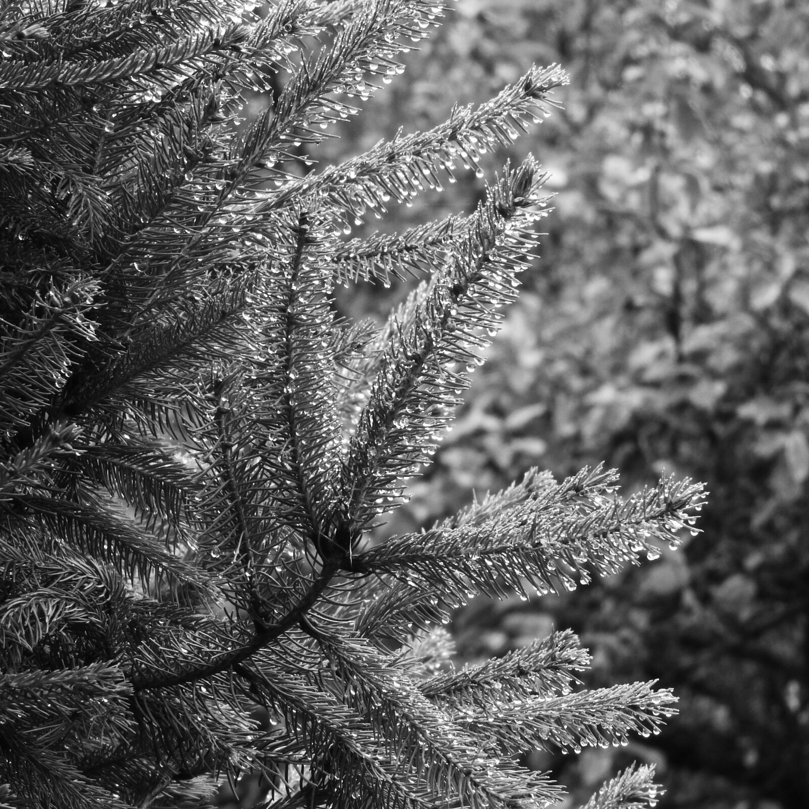 Nikon Coolpix P610 sample photo. Drops of water, spruce photography