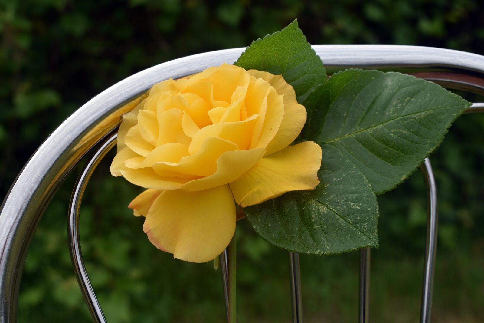 Nikon D3400 sample photo. Rose, roses, flower photography