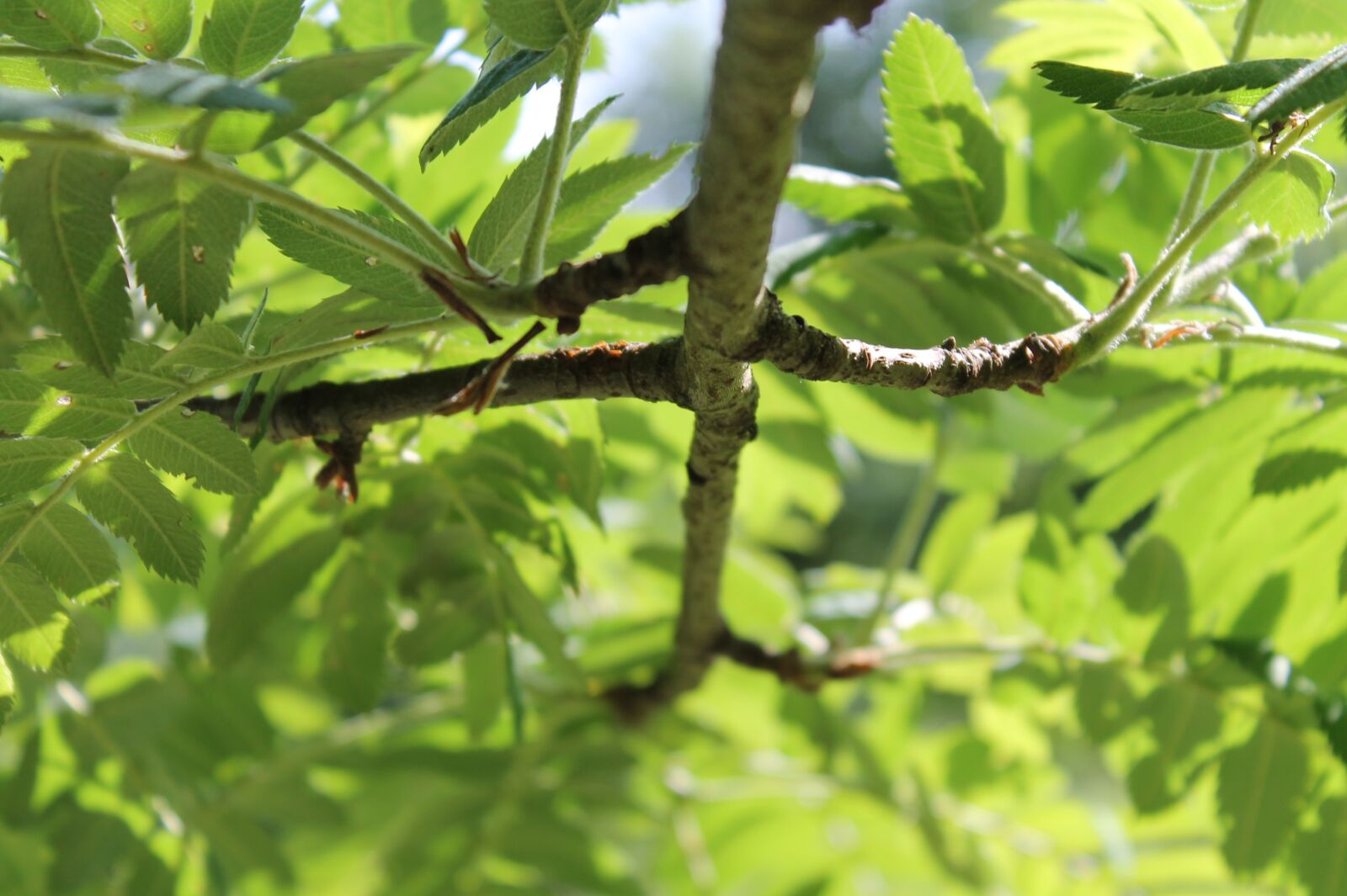 Canon EOS 1100D (EOS Rebel T3 / EOS Kiss X50) sample photo. Branch, leaves, tree photography