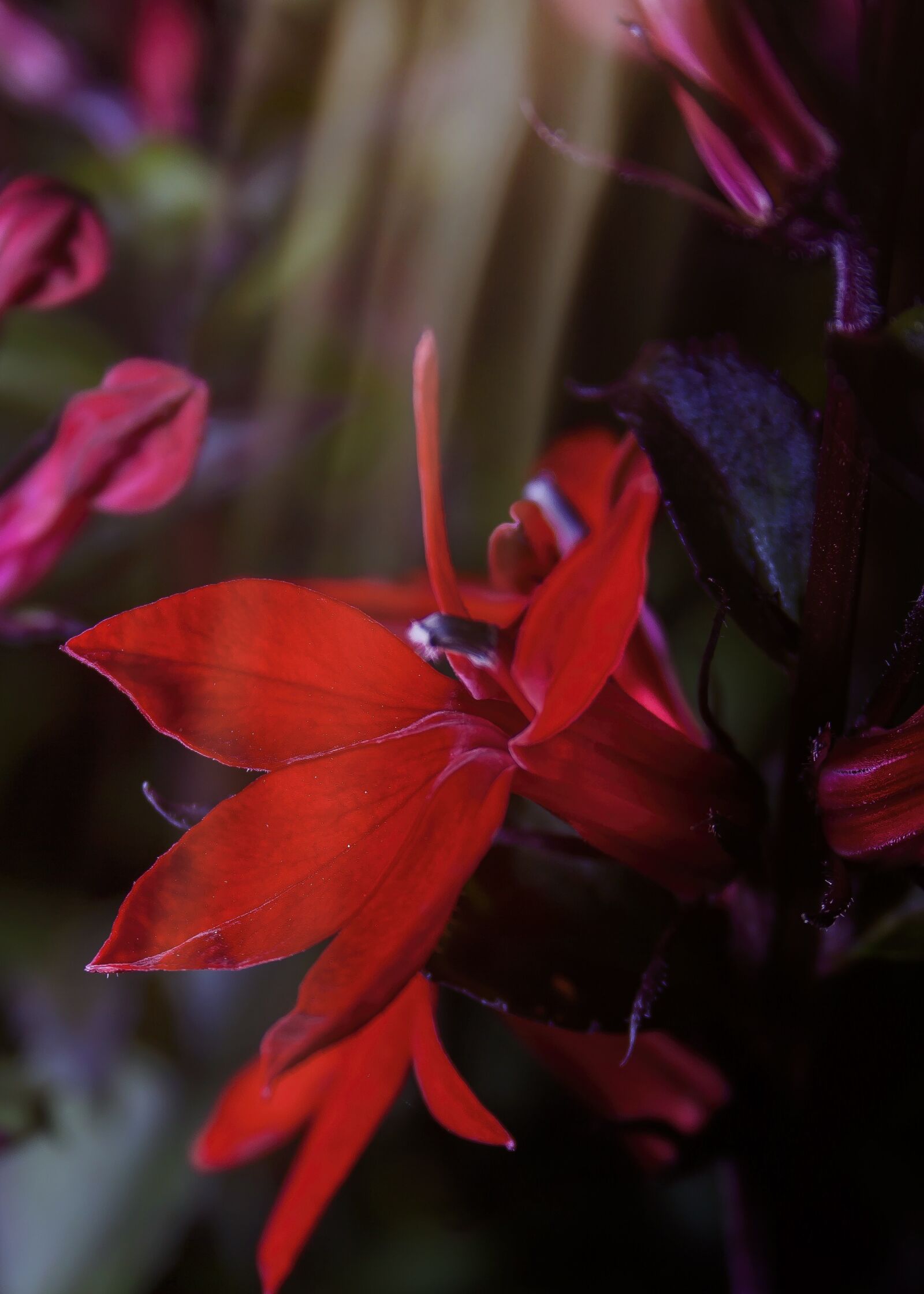 Canon EF-S 18-55mm F3.5-5.6 II sample photo. Lobelia speziosa, red, shrub photography