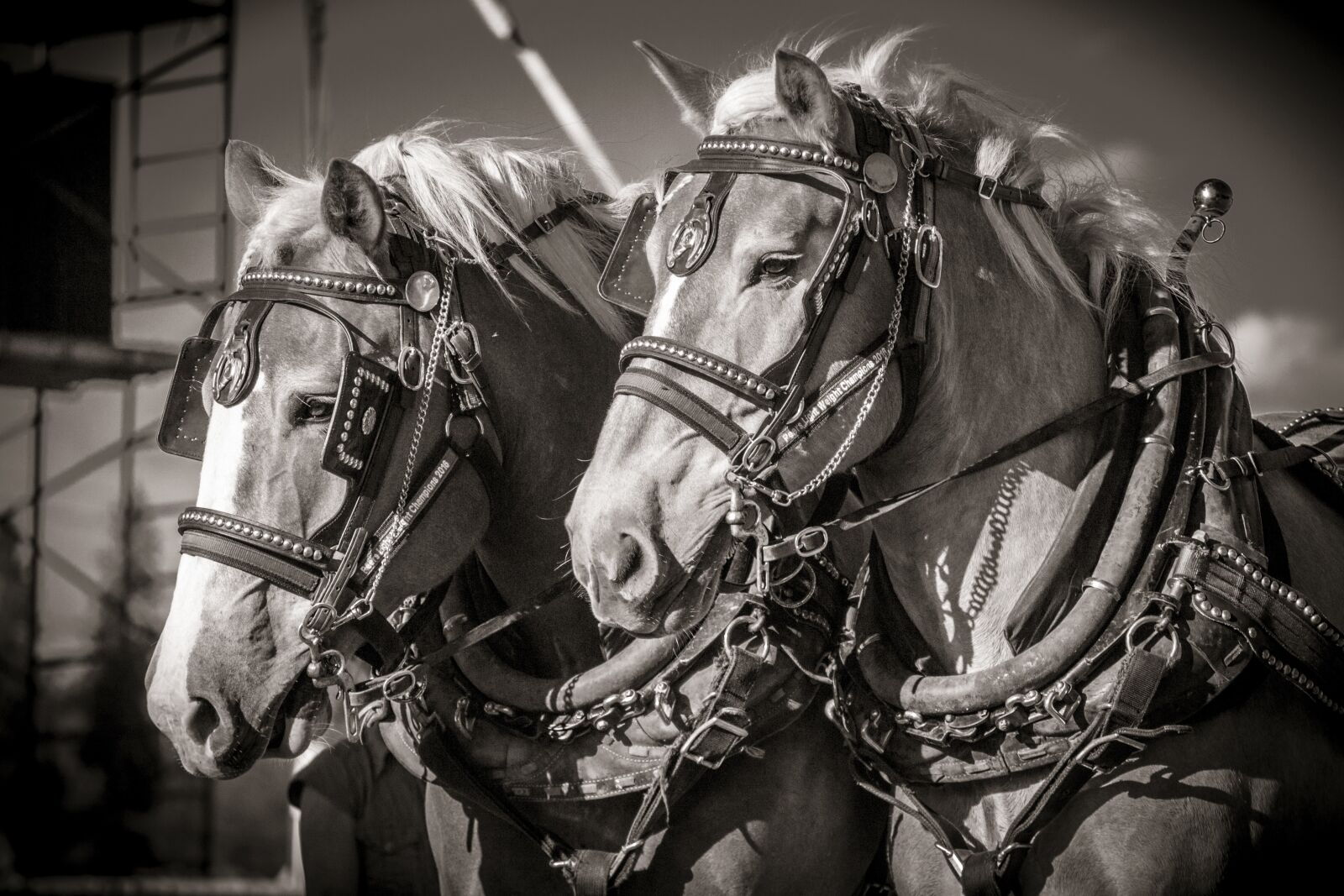 Nikon D3100 sample photo. Horse, heavy, work photography