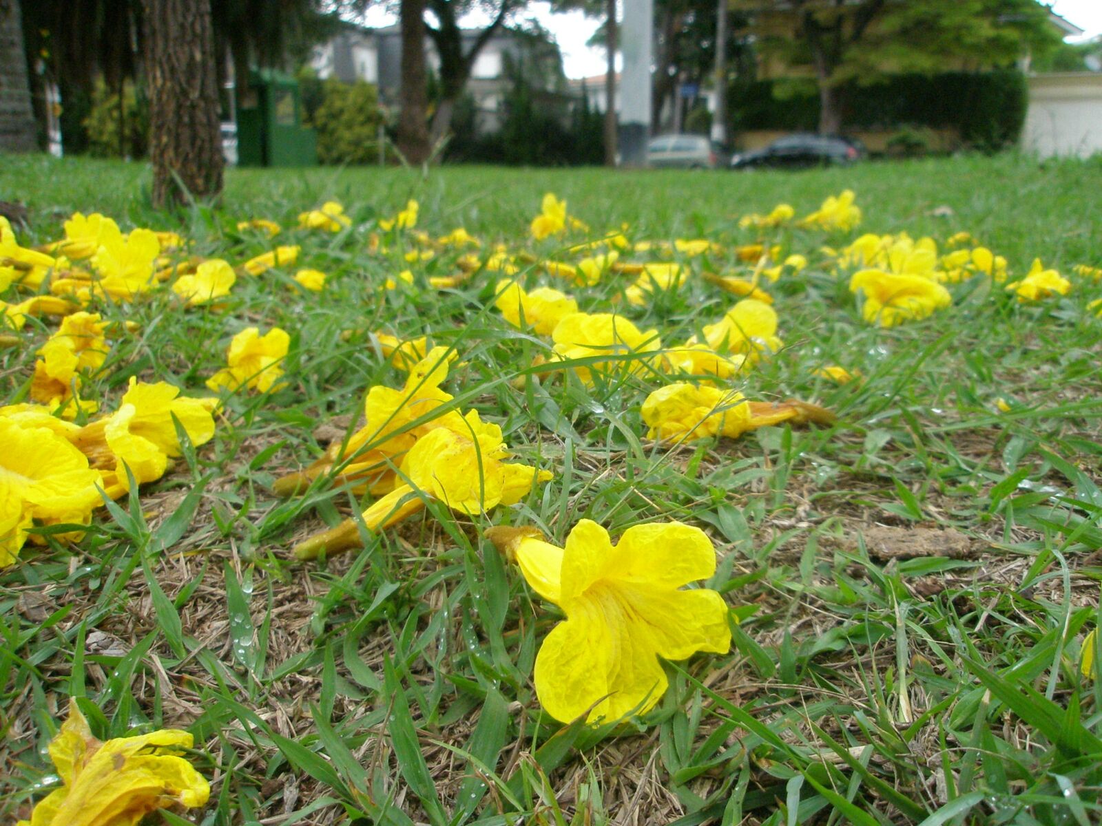 Olympus FE240/X795 sample photo. Nature, flowers, garden photography