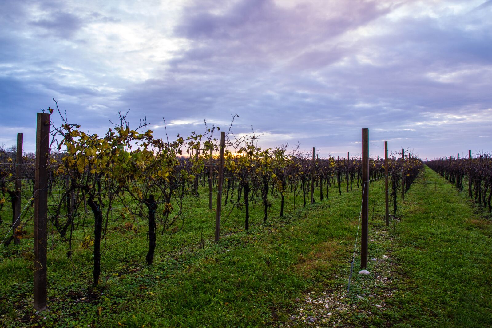 Canon EOS 550D (EOS Rebel T2i / EOS Kiss X4) + Canon EF-S 15-85mm F3.5-5.6 IS USM sample photo. Vineyard, autumn, cloud photography