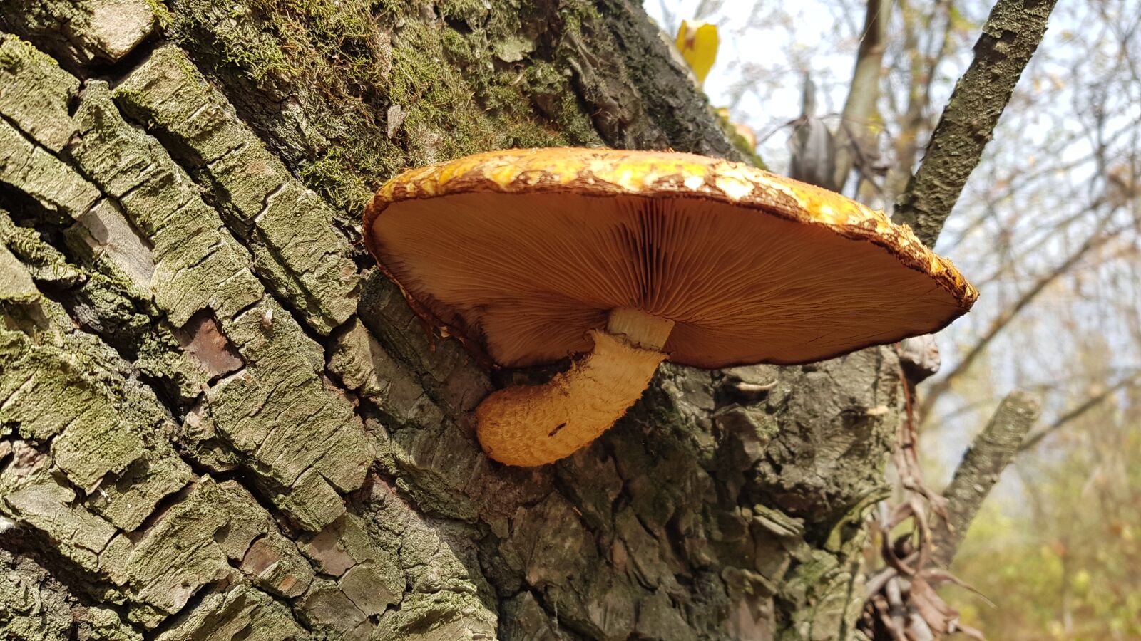 Samsung Galaxy S8 sample photo. Mushroom, tree, nature photography