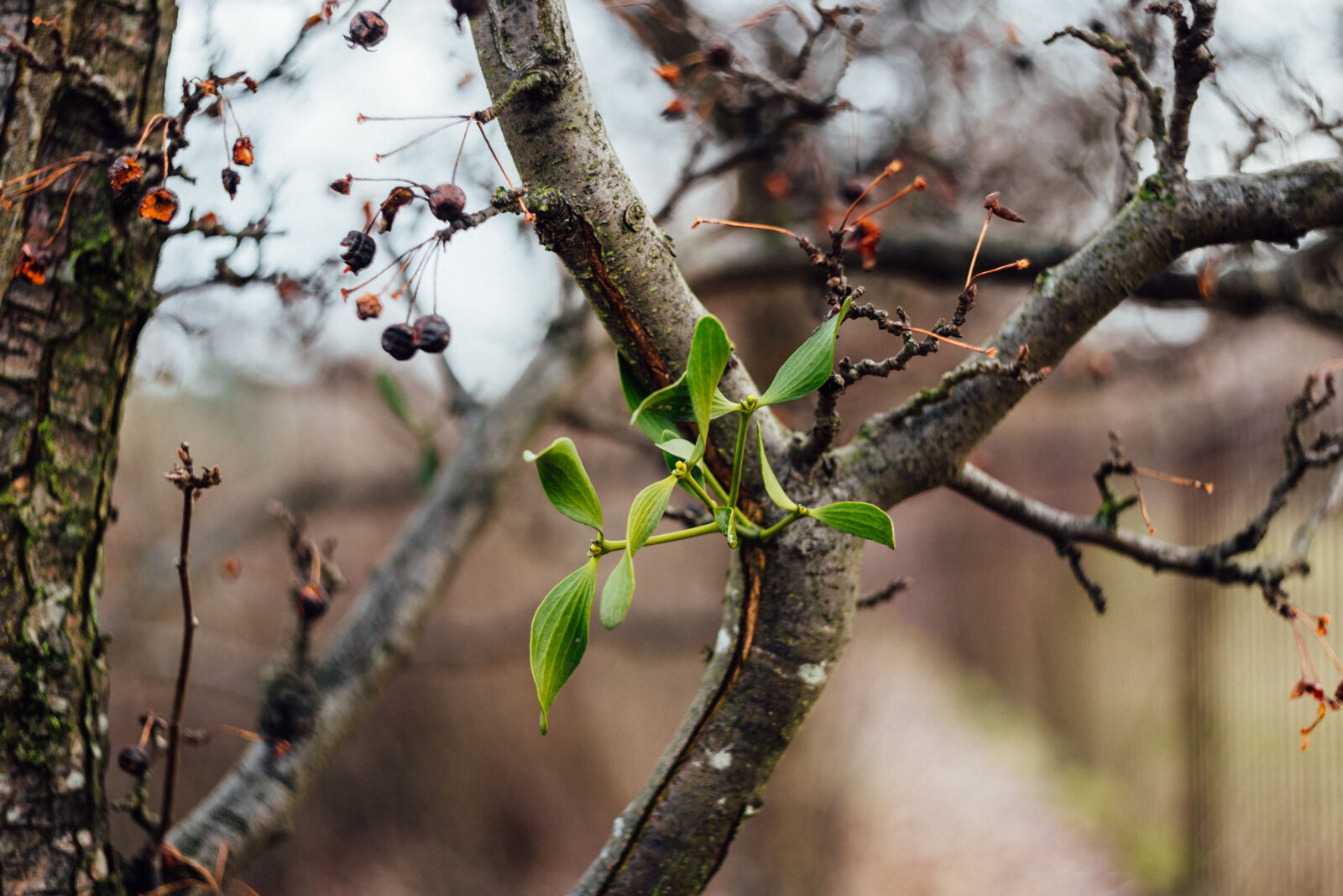 Canon EF 35-80mm f/4-5.6 sample photo. Close, up, of, branches photography