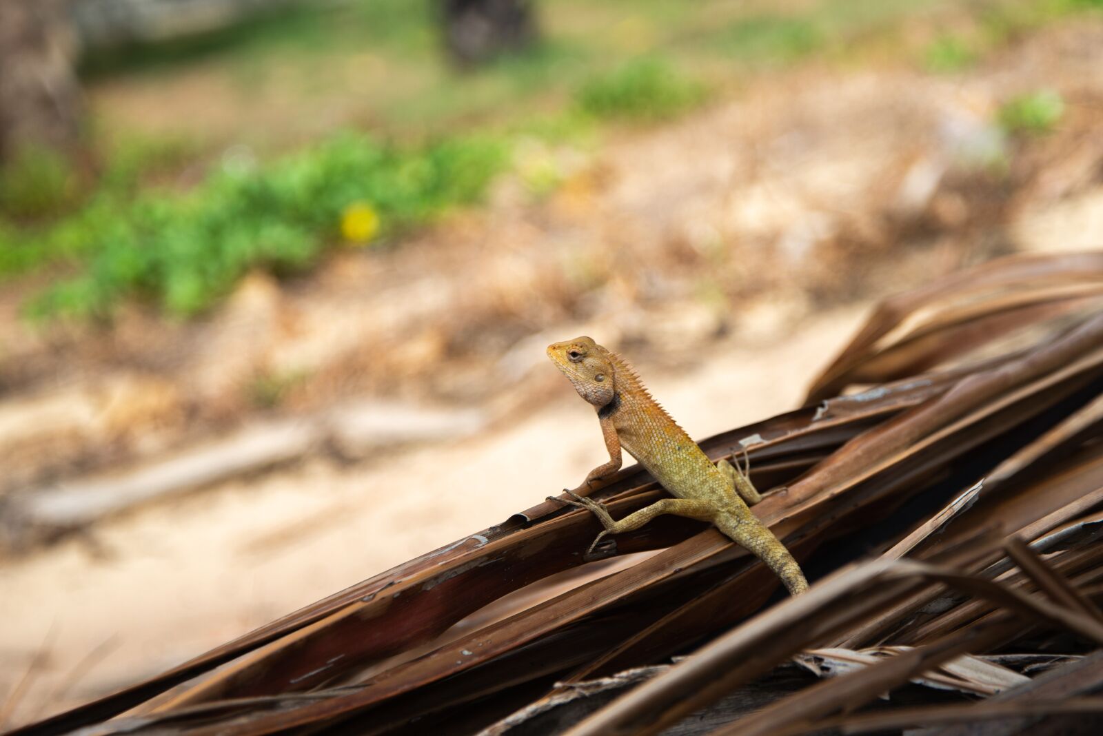 Nikon D600 sample photo. Lizard, iguana, asia photography
