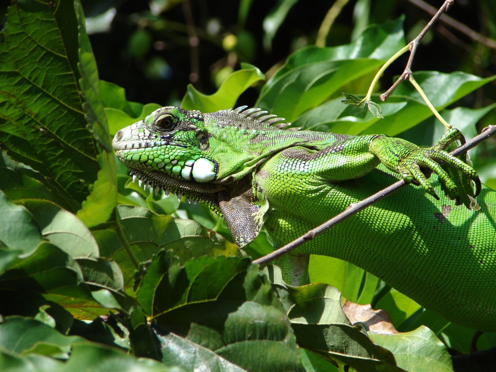 Sony DSC-H2 sample photo. Animals, iguana, green photography