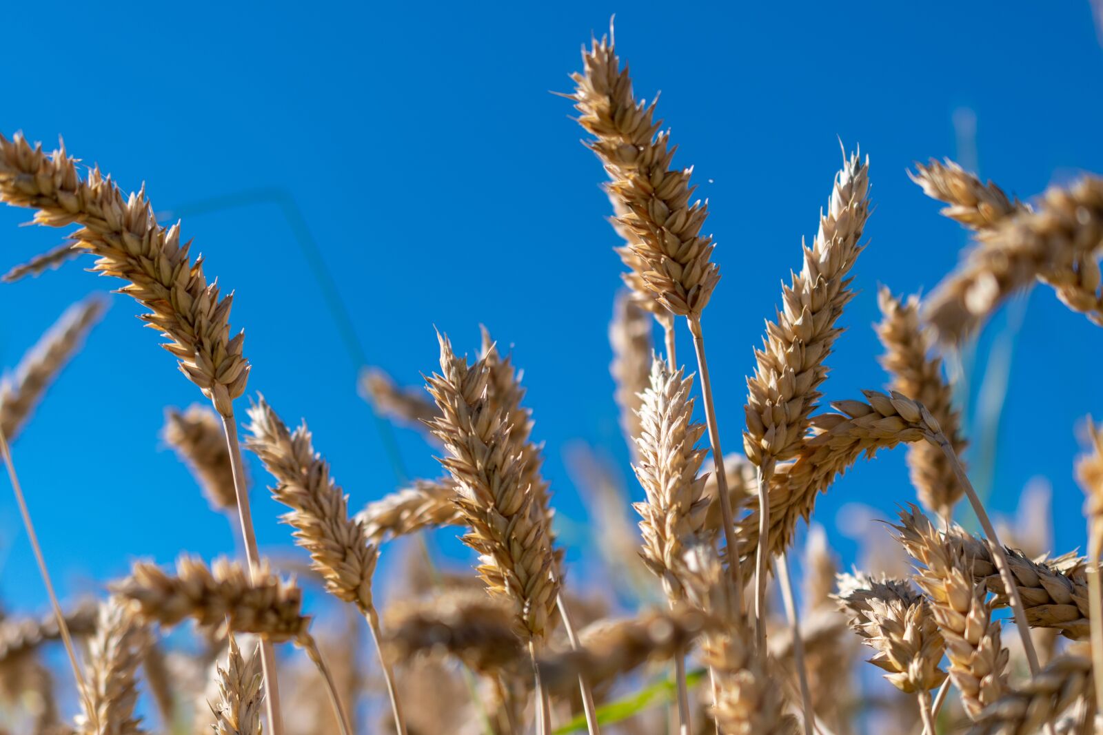 Nikon D500 sample photo. Wheat, cereals, field photography