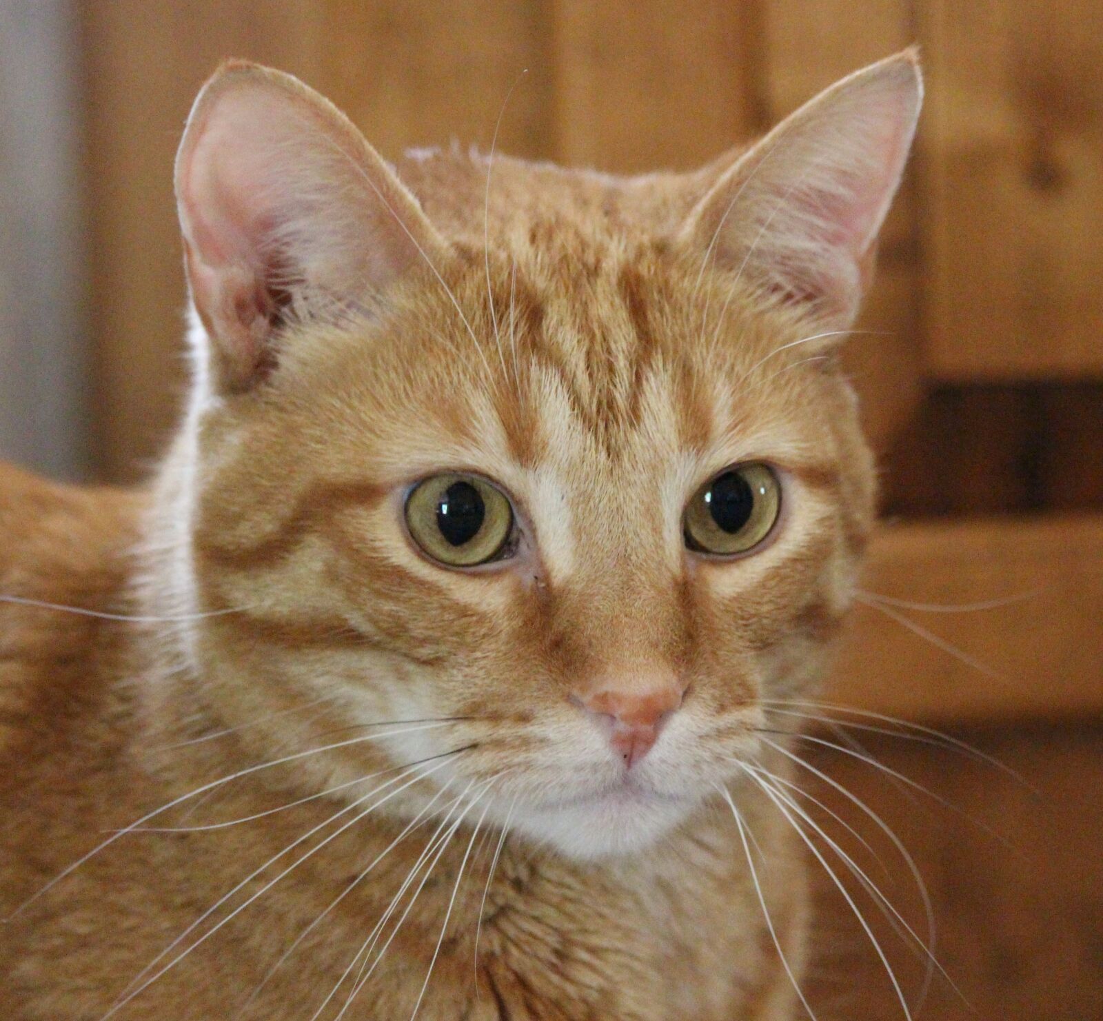 Canon EOS 650D (EOS Rebel T4i / EOS Kiss X6i) sample photo. Cute, cat, animal photography