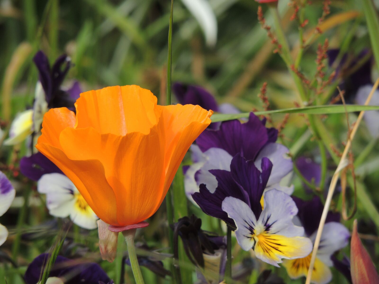 Nikon Coolpix P510 sample photo. Flowers, garden, tulip photography