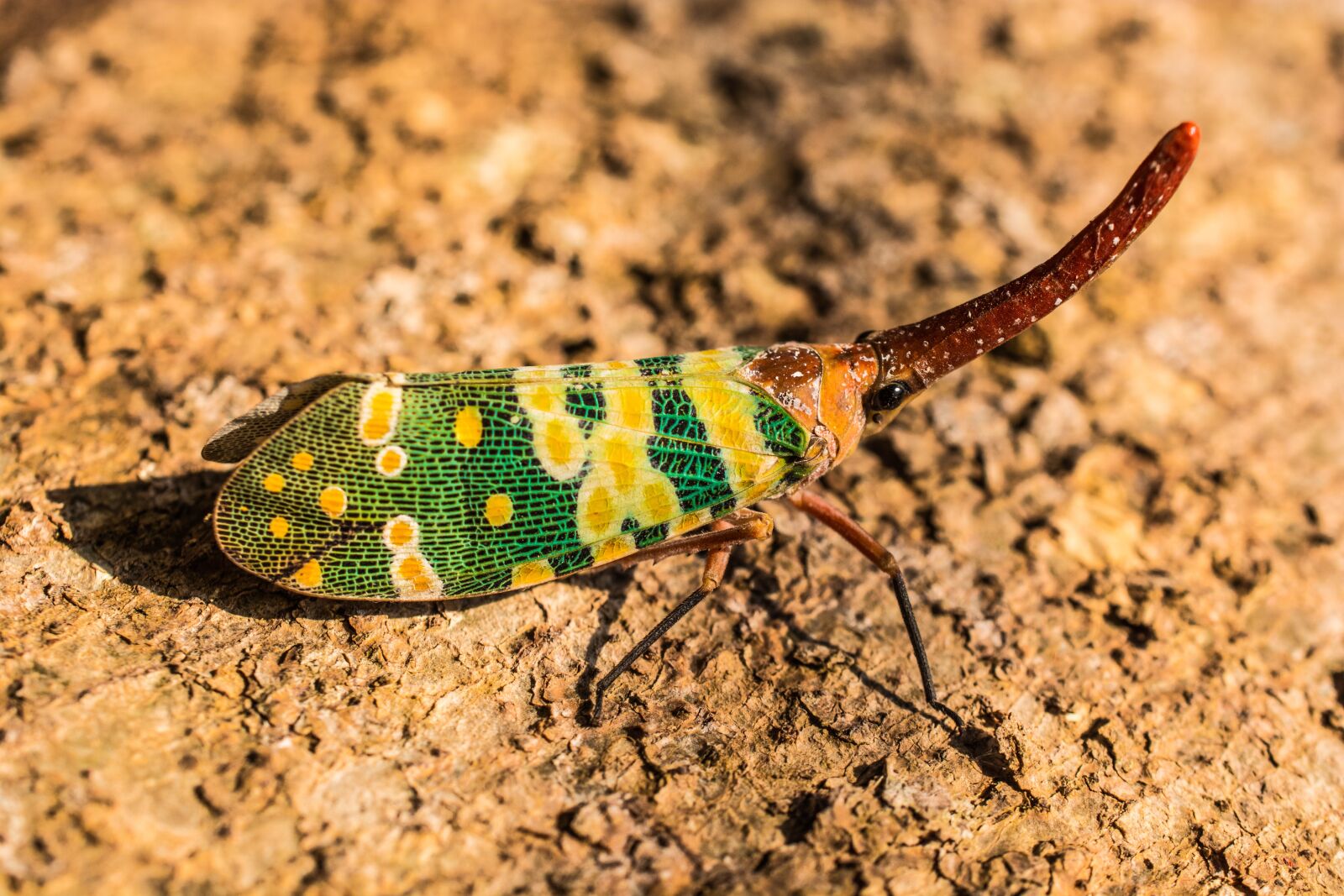 Nikon D5200 sample photo. Canthigaster cicada, fulgoromorpha, insect photography