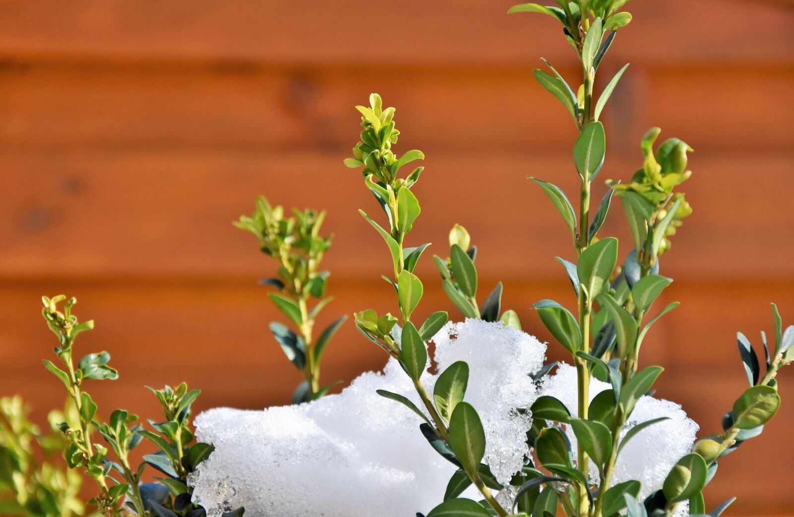 Nikon D7200 sample photo. Book, boxwood, leaves photography