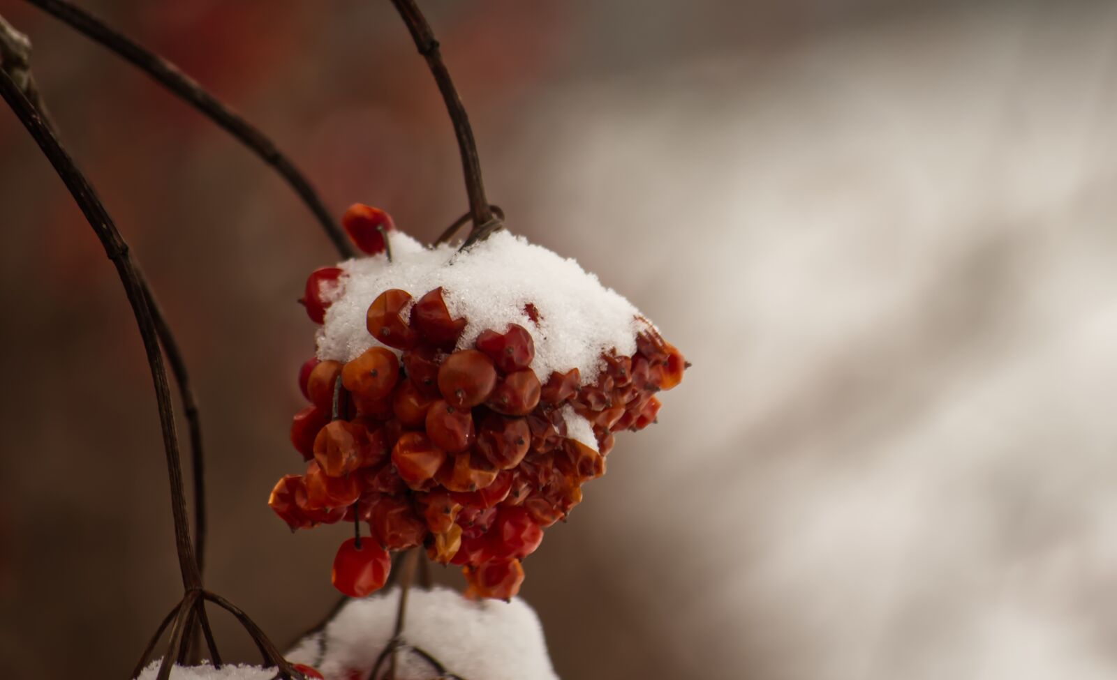 Nikon D5500 sample photo. Winter, snow, berries photography