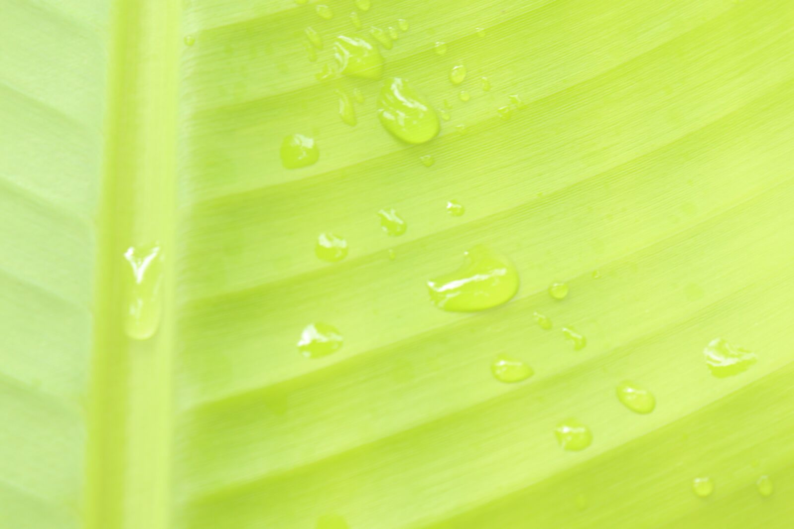Canon EOS 250D (EOS Rebel SL3 / EOS Kiss X10 / EOS 200D II) sample photo. Green, leaf, water drops photography