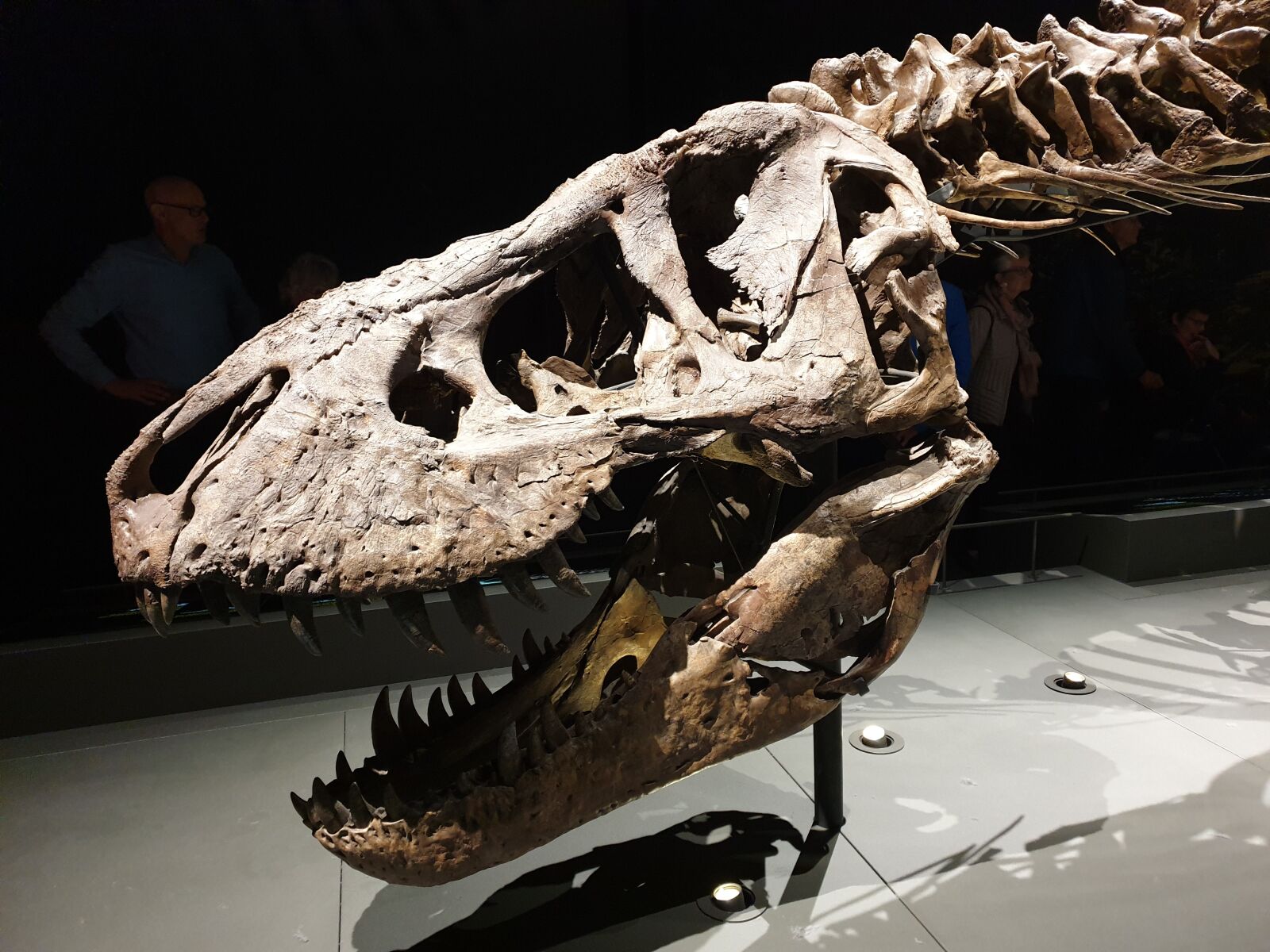 Samsung SM-G965F sample photo. Skeleton, dinosaur, extinct photography