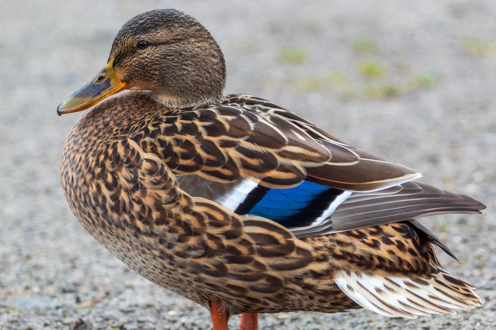 Canon EF 70-200mm F4L USM sample photo. Duck, mallard, colourful photography