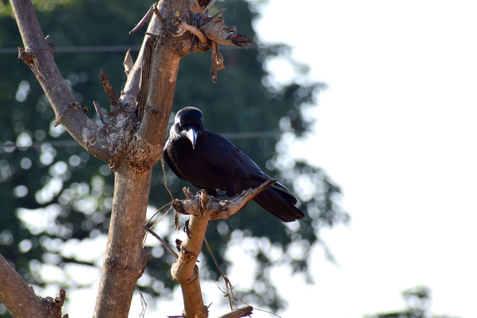 Nikon D3300 sample photo. Bird, crow, black photography