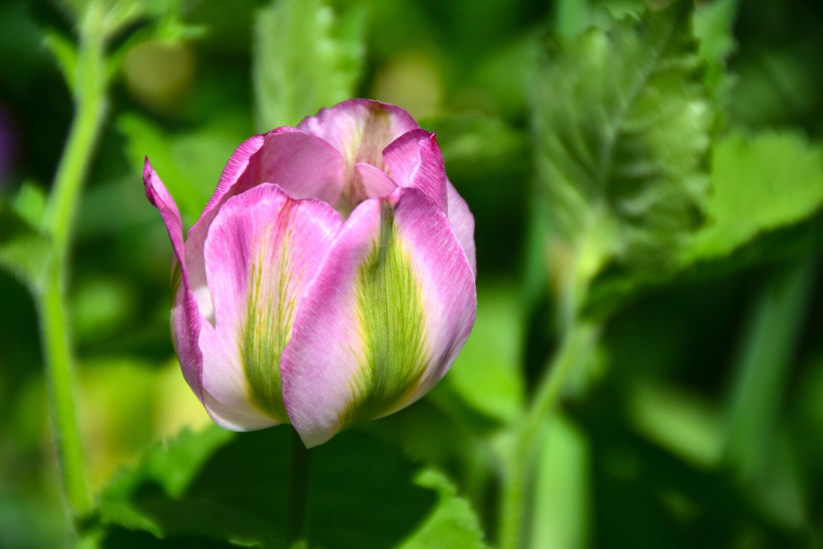 Nikon D5300 sample photo. Tulip, flower, flowers photography