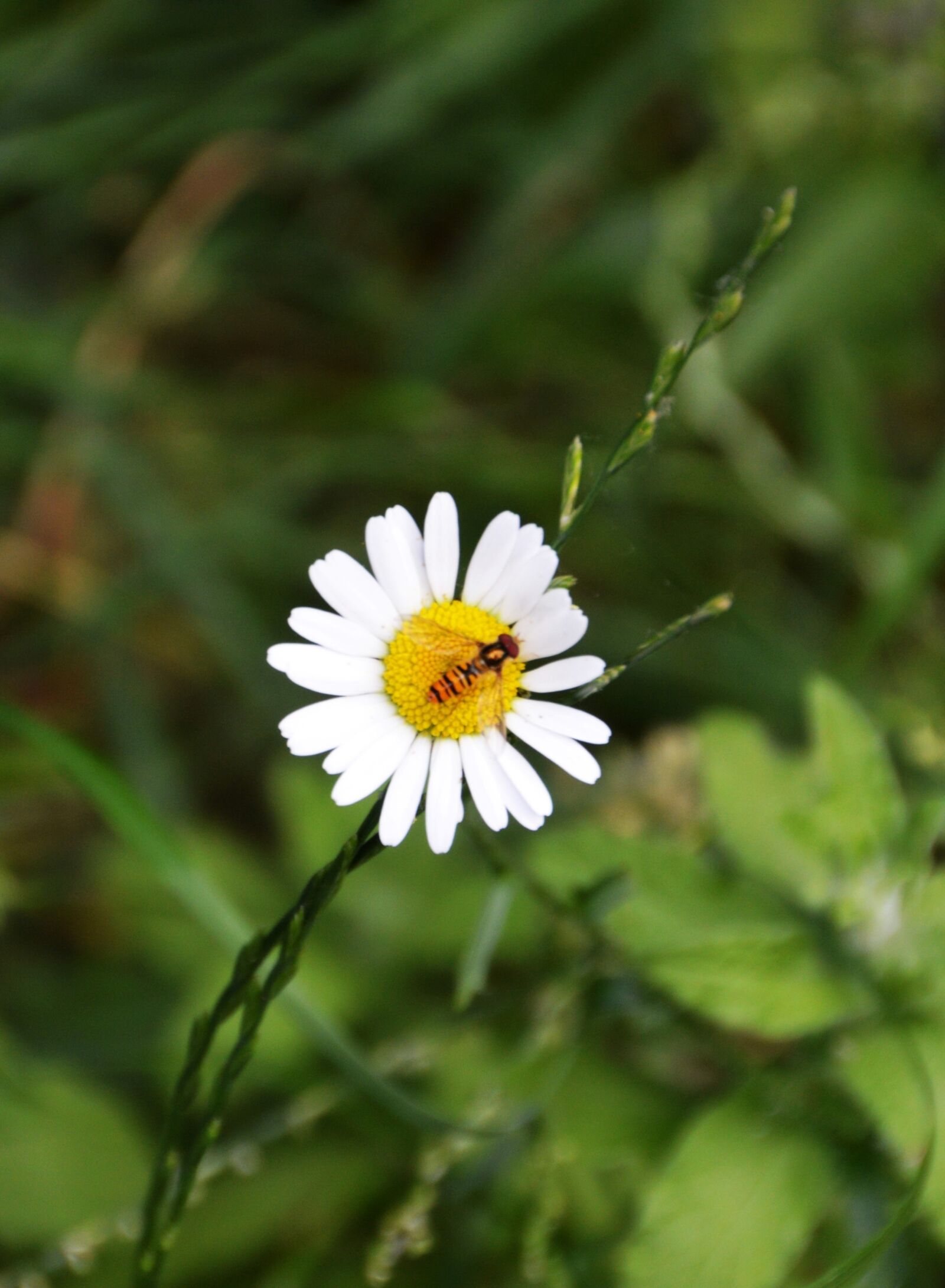 Nikon D3200 sample photo. Daisies, garden, flower photography