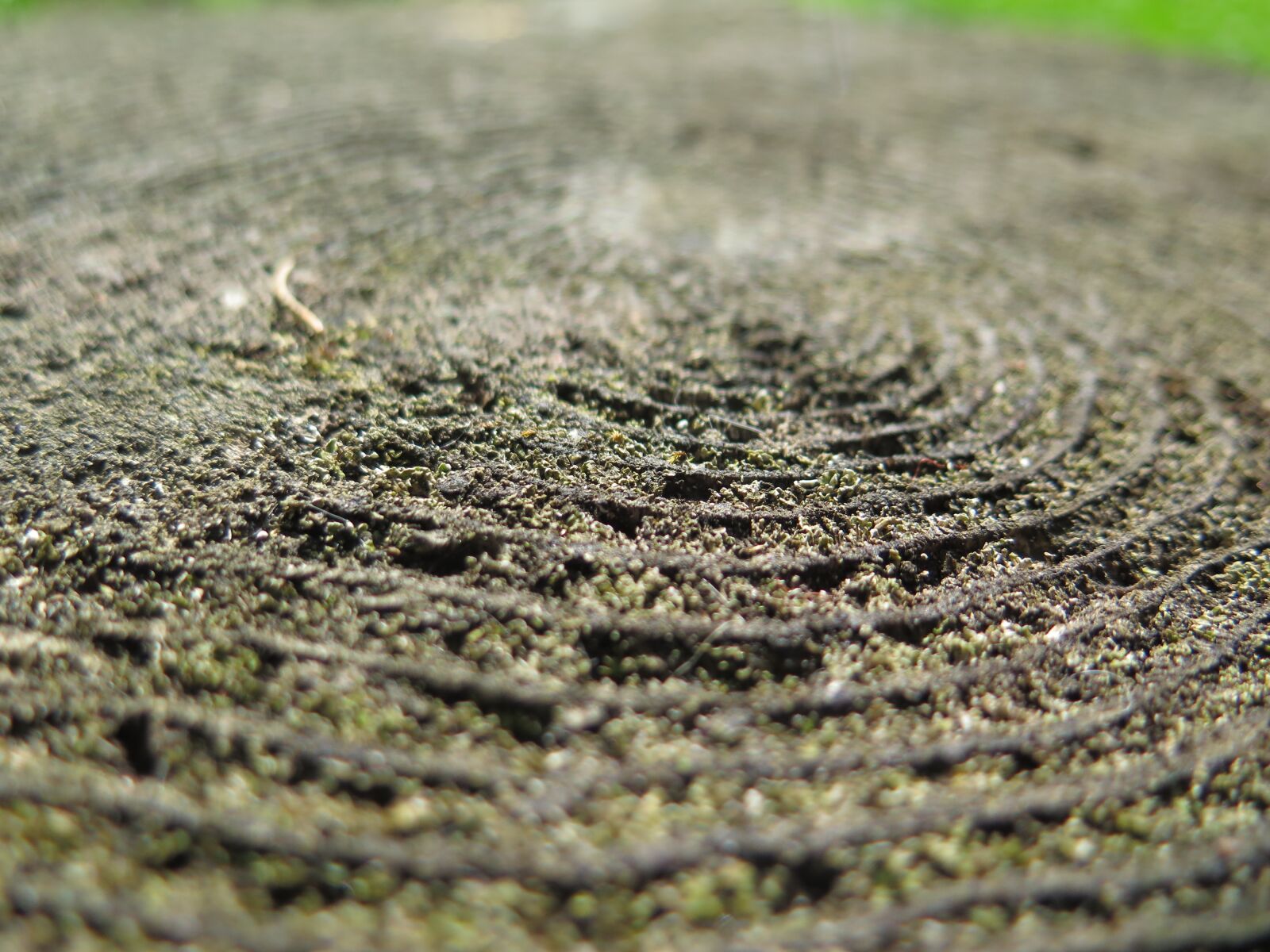 Canon PowerShot G16 sample photo. Wood, rings, tree photography