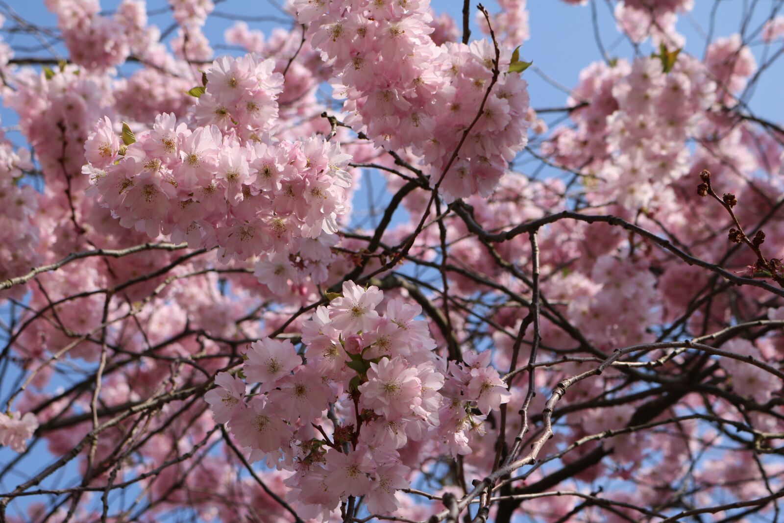 Canon EOS 750D (EOS Rebel T6i / EOS Kiss X8i) sample photo. Cherry blossom, landscape format photography