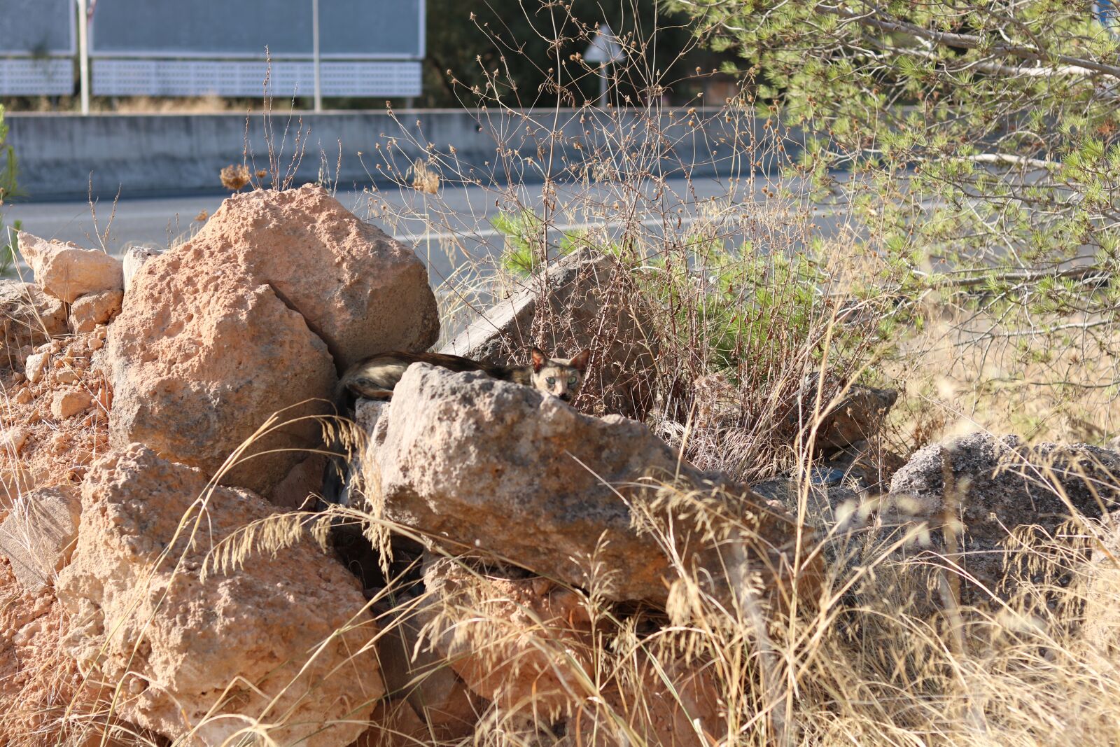 Canon EOS 750D (EOS Rebel T6i / EOS Kiss X8i) sample photo. Cat, nature, lynx photography