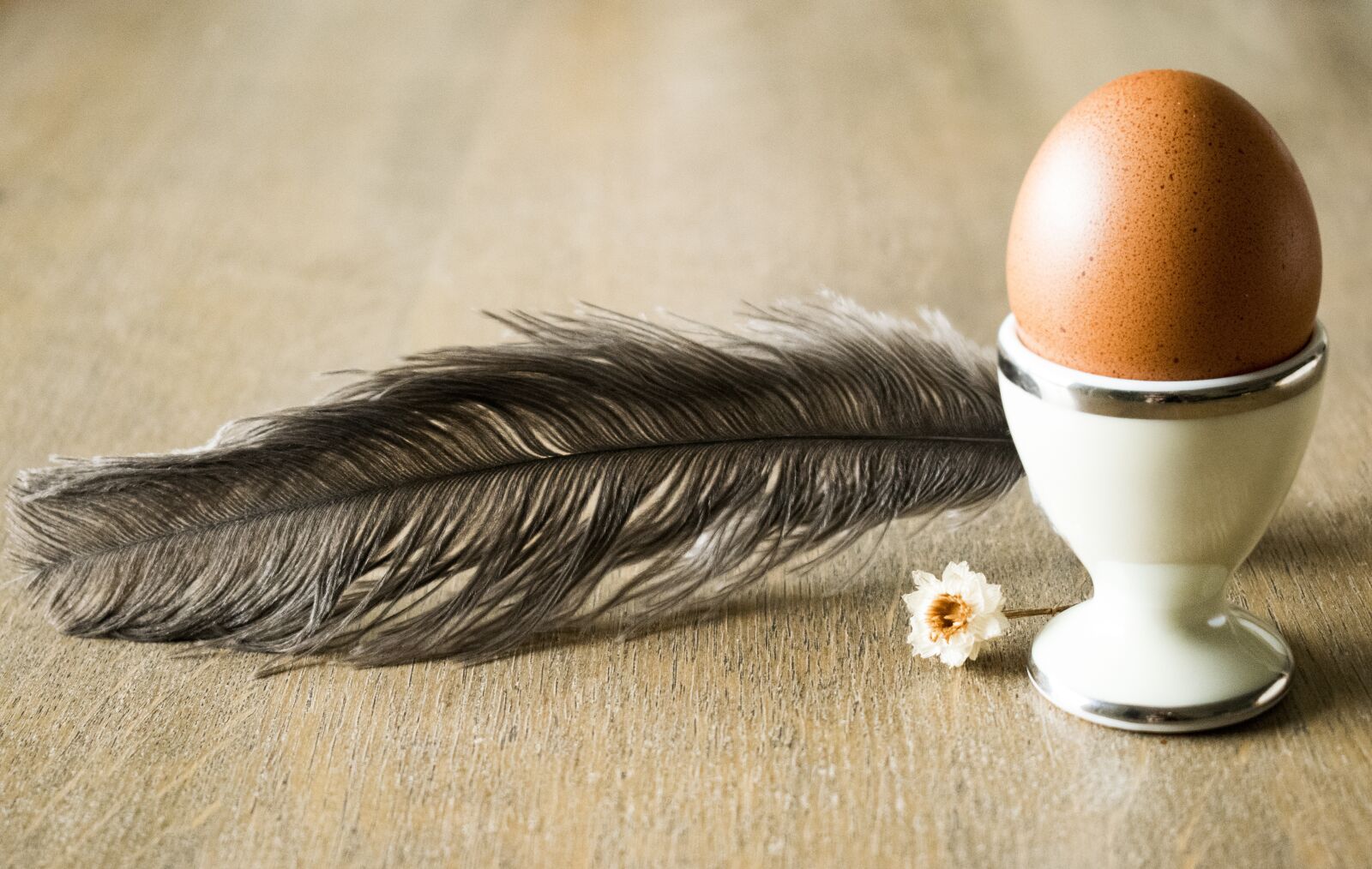 Nikon D5300 sample photo. Egg, pen, chamomile photography