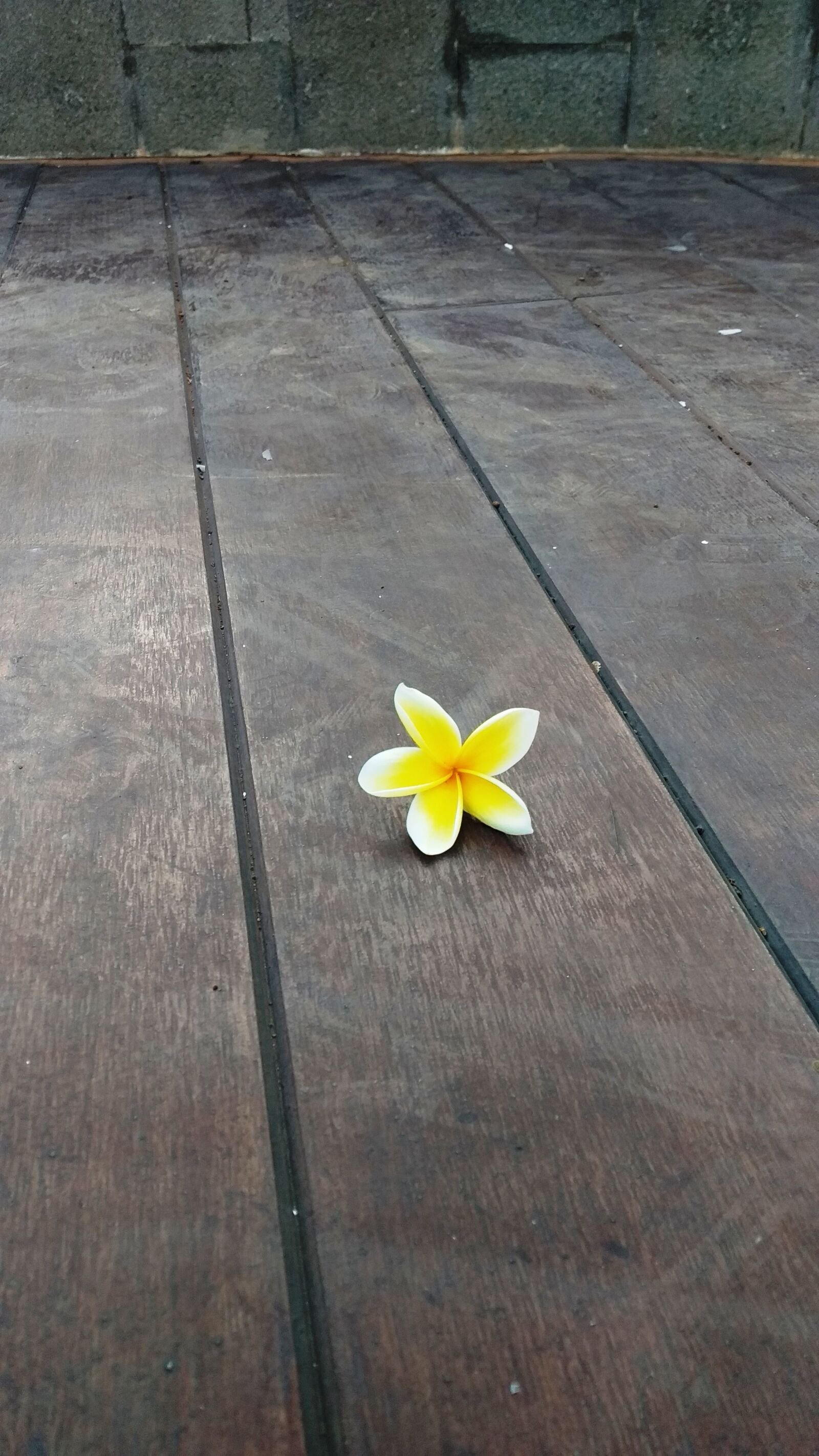 Xiaomi Redmi S2 sample photo. Flower, yellow, plumeria photography