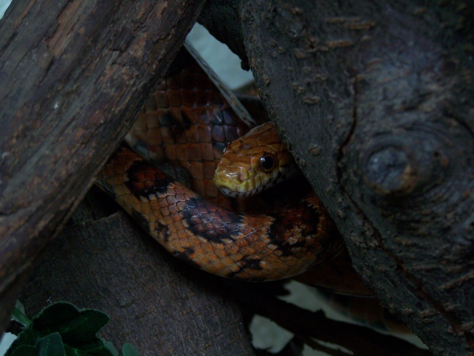 Kodak EASYSHARE Z710 ZOOM DIGITAL CAMERA sample photo. Snake, tree, reptile photography