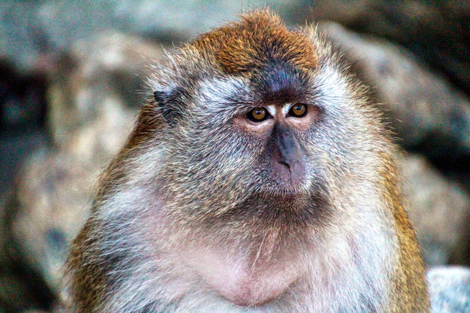 Canon EOS 700D (EOS Rebel T5i / EOS Kiss X7i) sample photo. Monkey, affenkopf, monkey portrait photography