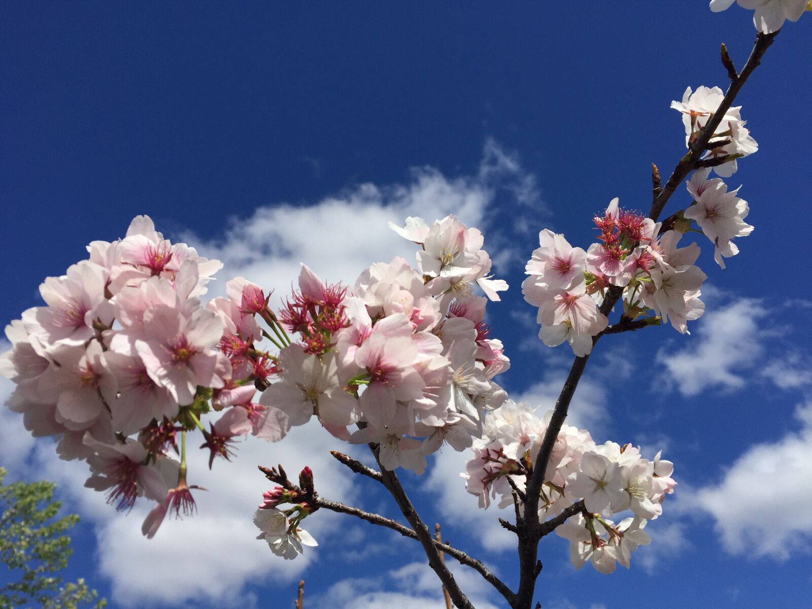 Apple iPhone 6 sample photo. Blossoms, pink, spring photography