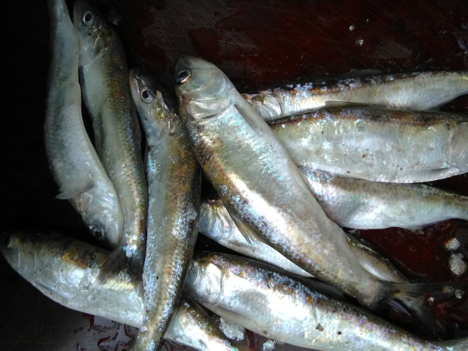 HMD Global Nokia 2 sample photo. Black sea shad, kerch photography