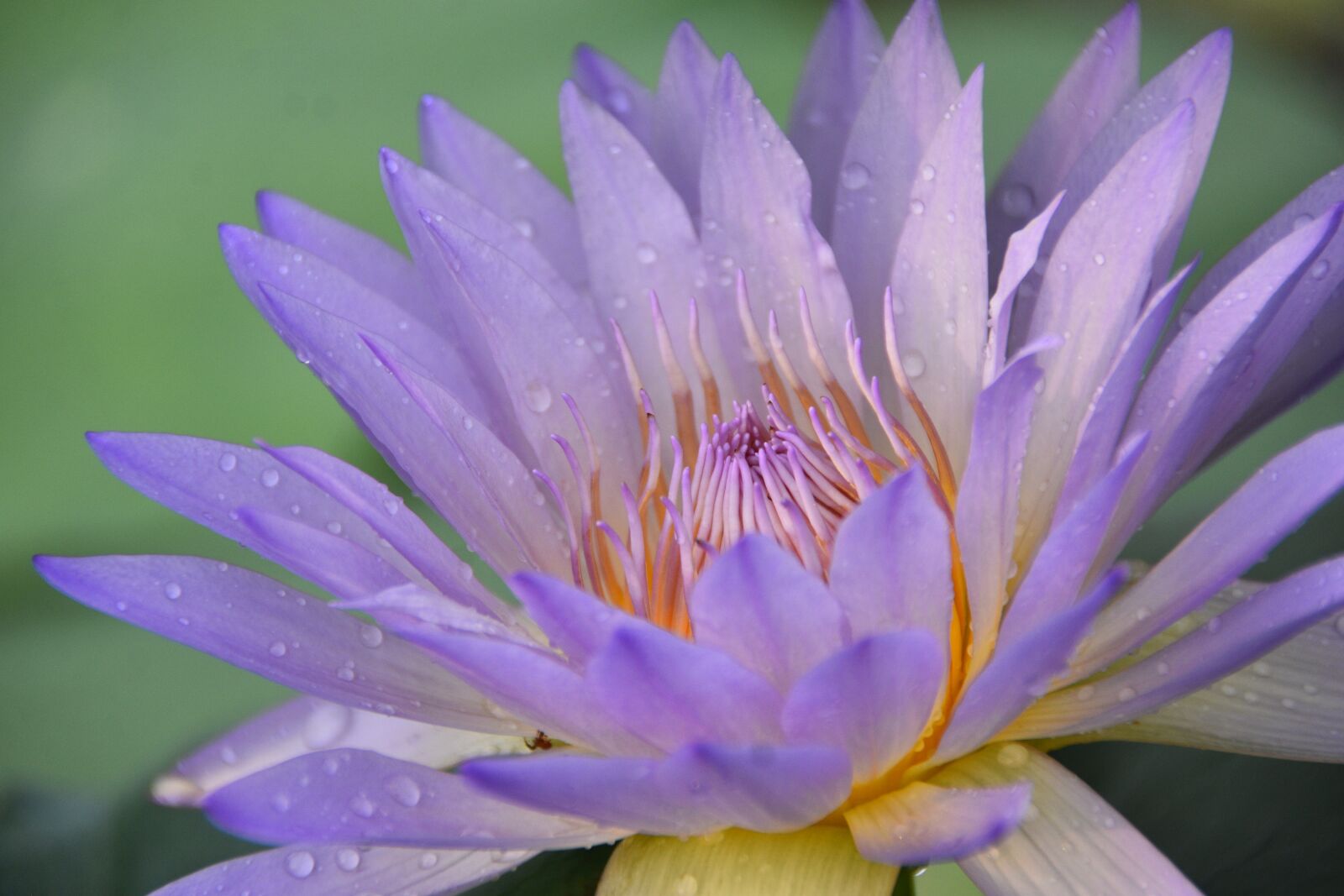 Nikon D7200 sample photo. Water lily, flower, plant photography