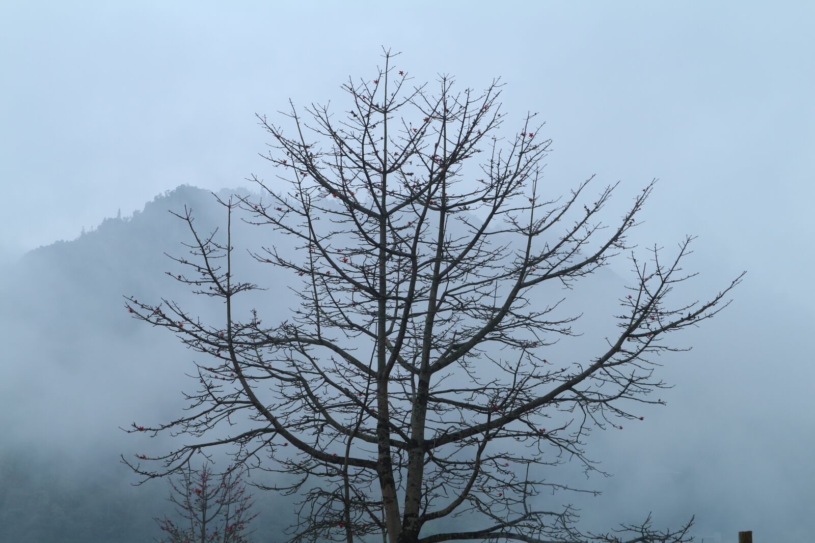 Canon EF-M 15-45mm F3.5-6.3 IS STM sample photo. Tree, lonely, cloudy photography