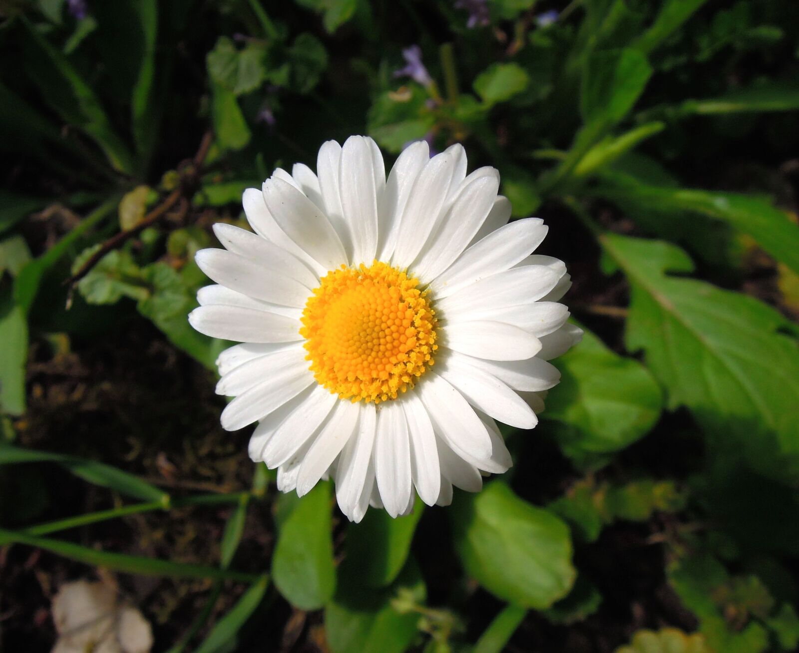 Nikon Coolpix P300 sample photo. Daisy, flower, white photography