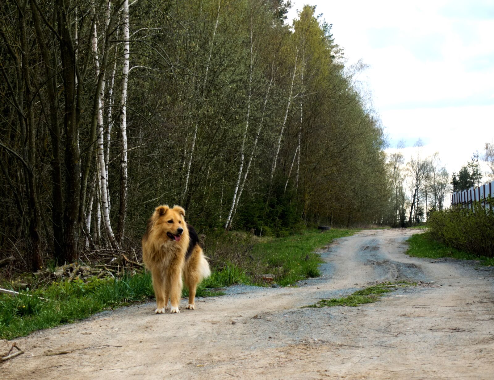 Olympus OM-D E-M10 sample photo. Dog, village, road photography