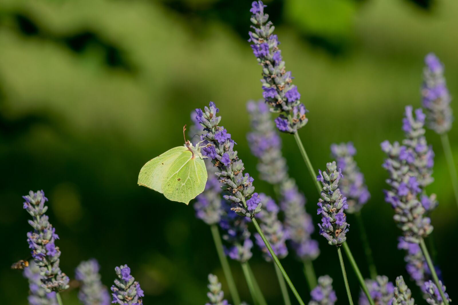 Nikon D3300 sample photo. Flower, garden, flowers photography