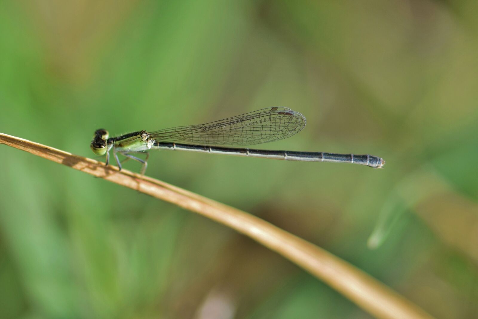 Nikon D5300 sample photo. Damselfly, insect, insectoid photography
