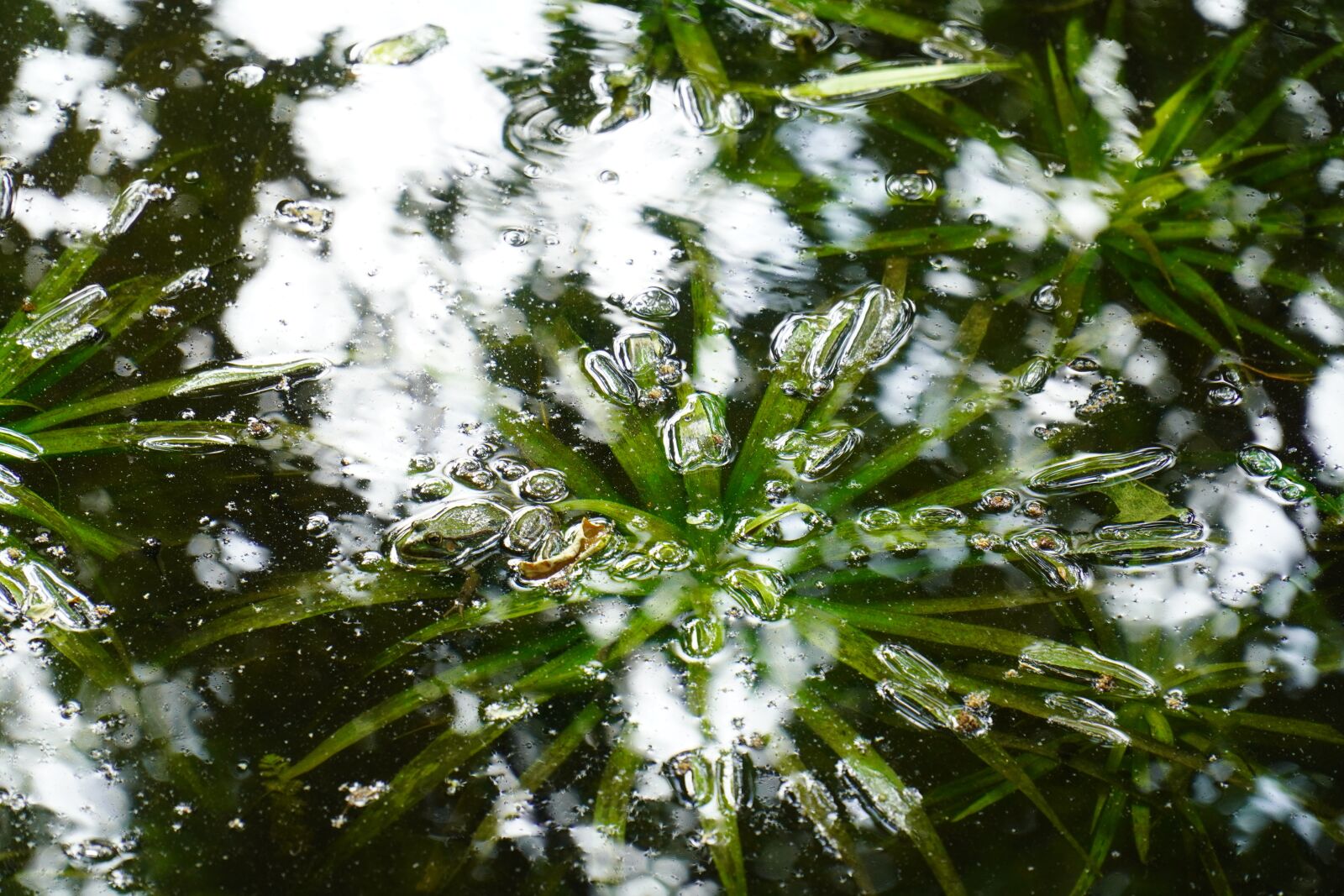 Sony E PZ 18-105mm F4 G OSS sample photo. Pond, water, plant photography