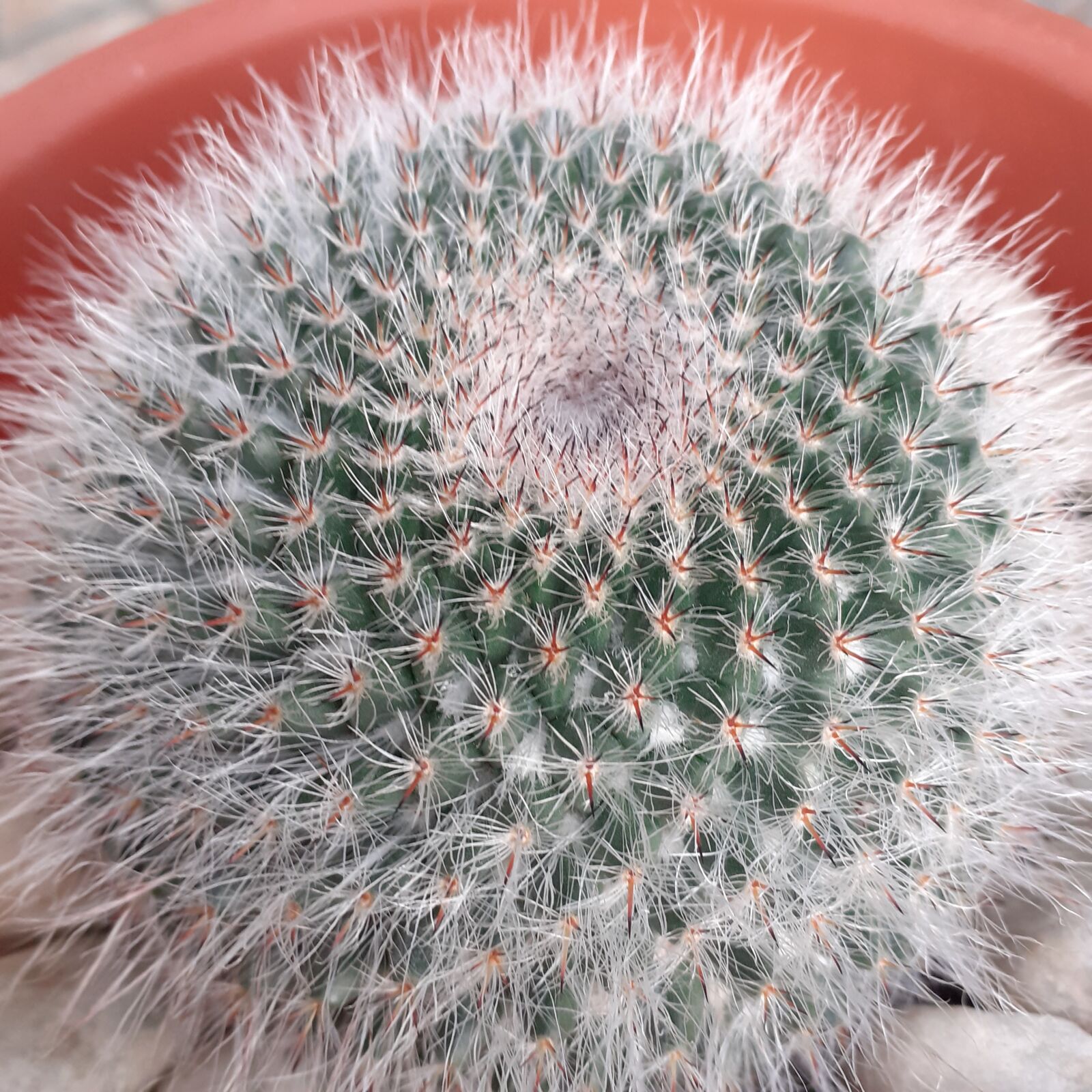 Samsung SM-A202F sample photo. Beautiful, succulent, plant photography