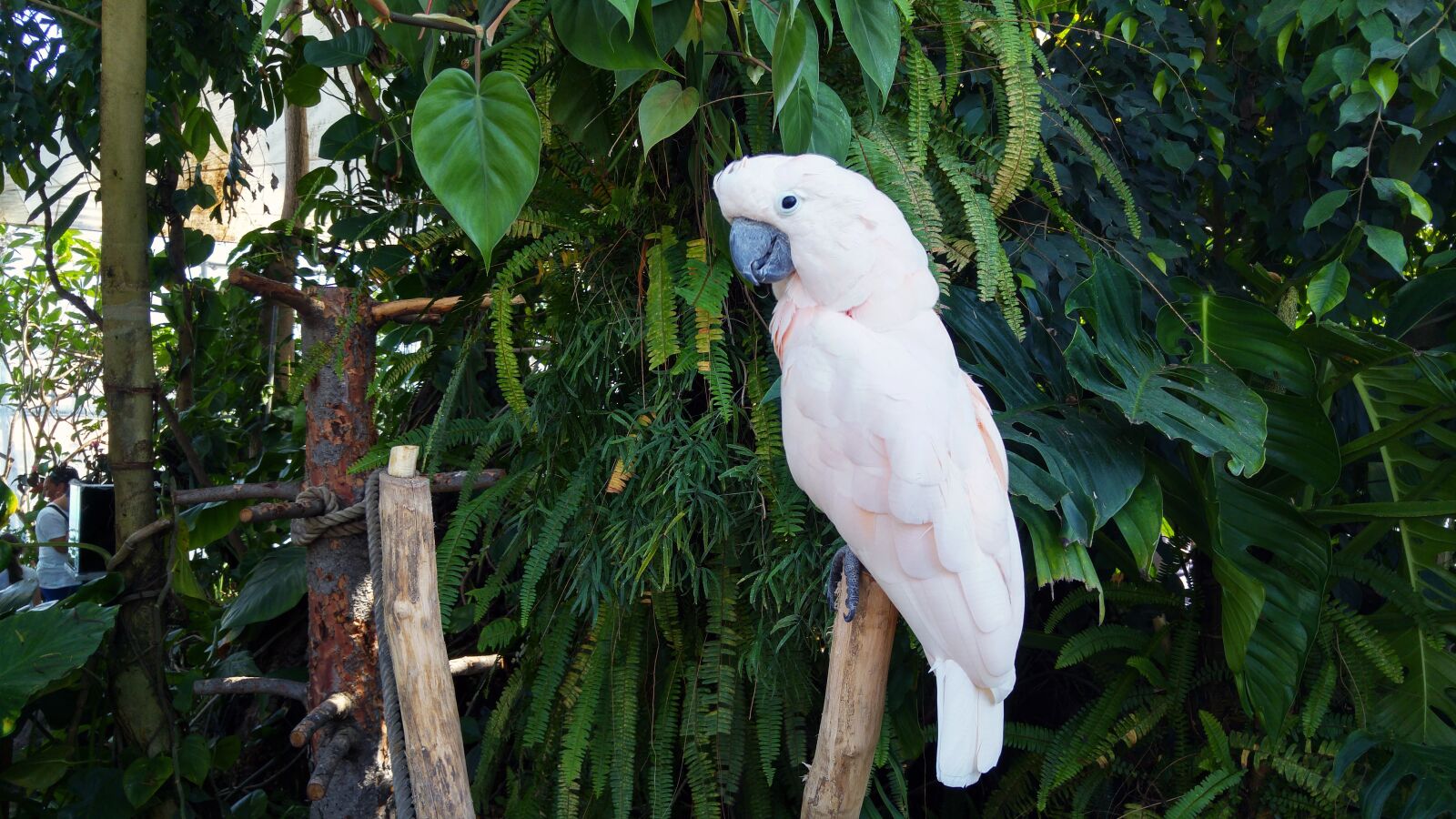 LG G4 sample photo. Parrot, parrots, animals photography