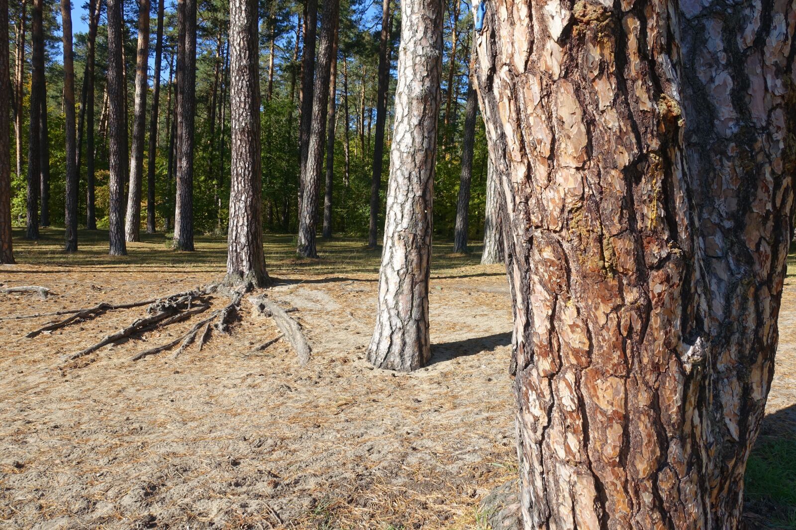 Sony Cyber-shot DSC-RX100 III sample photo. Forest, tree, konary photography