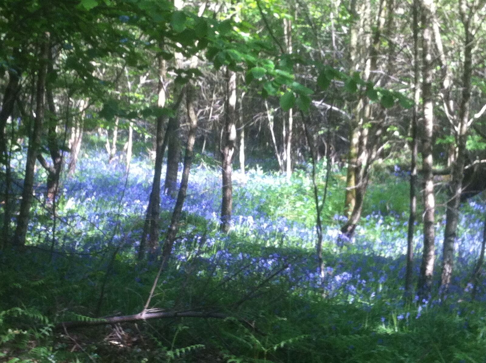 Apple iPhone 4 sample photo. Bluebells, england, sussex photography