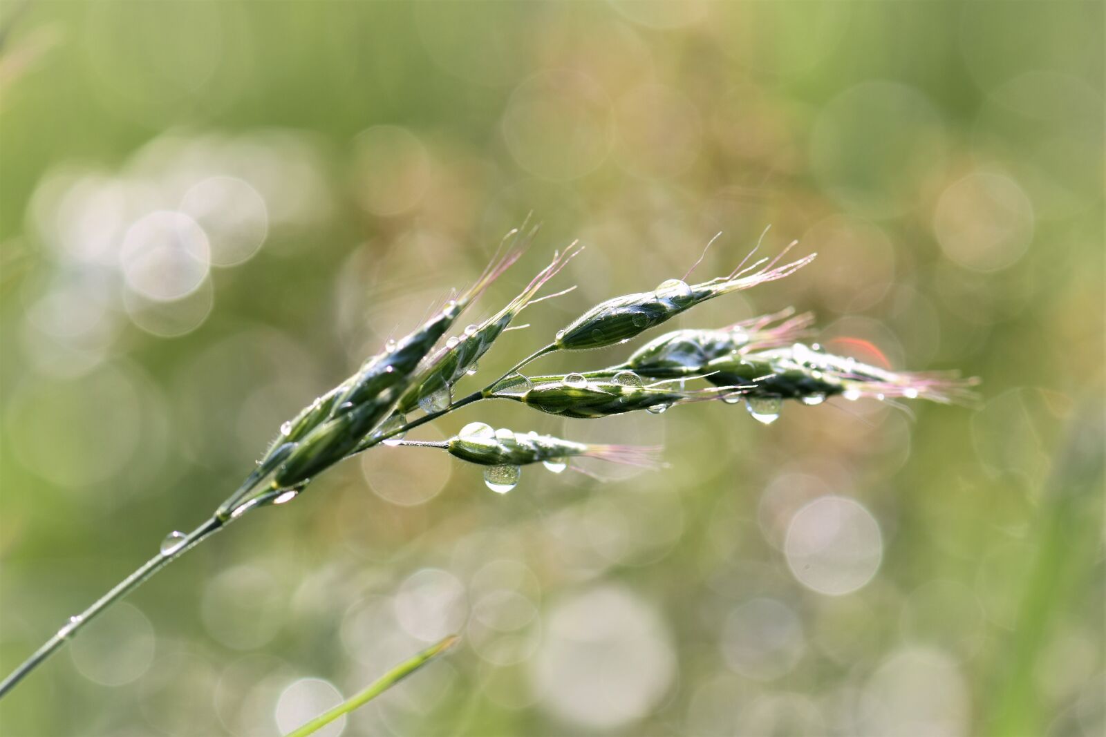Nikon D5500 sample photo. Grass, meadow, raindrop photography