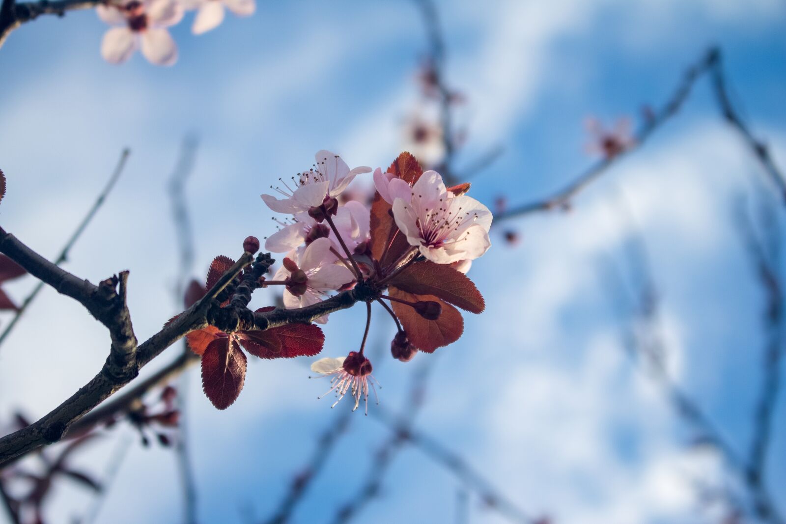 Canon EOS 750D (EOS Rebel T6i / EOS Kiss X8i) sample photo. Mallorca, blossom, bloom photography
